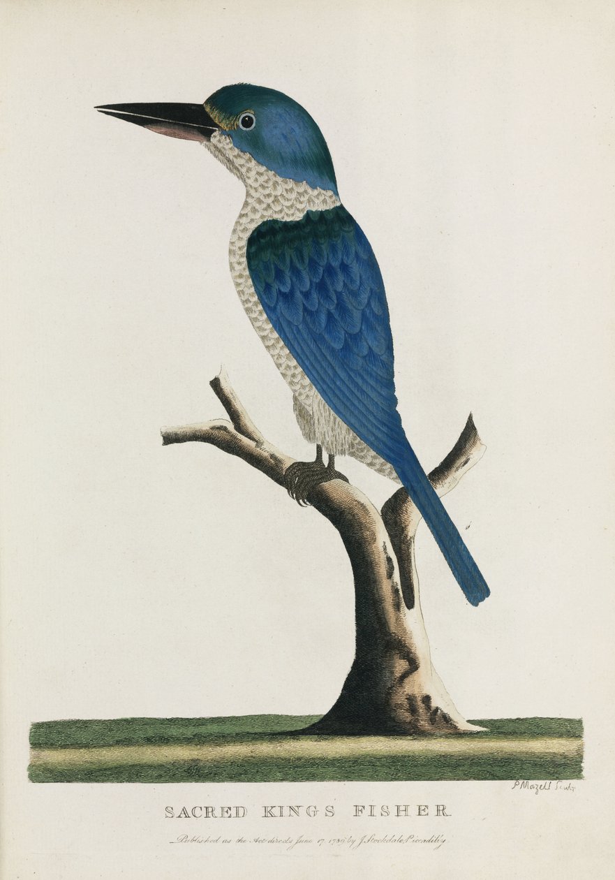 'सेक्रेड किंग्स फिशर', ऑस्ट्रेलिया, c 1788 द्वारा रिचर्ड (बाद में) डड्डो