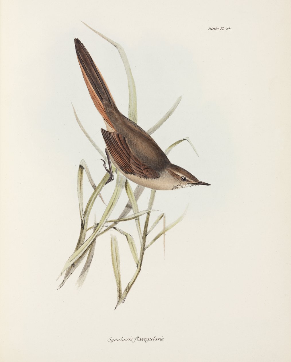 स्पिनटेल, दक्षिण अमेरिका, सी 1832-1836 द्वारा रिचर्ड (बाद में) डड्डो
