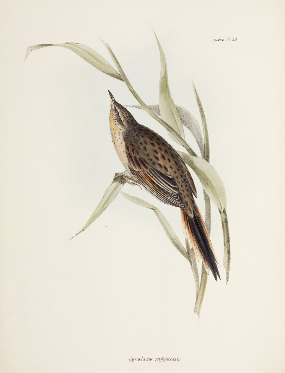 स्पिनटेल, दक्षिण अमेरिका, सी 1832-1836 द्वारा रिचर्ड (बाद में) डड्डो