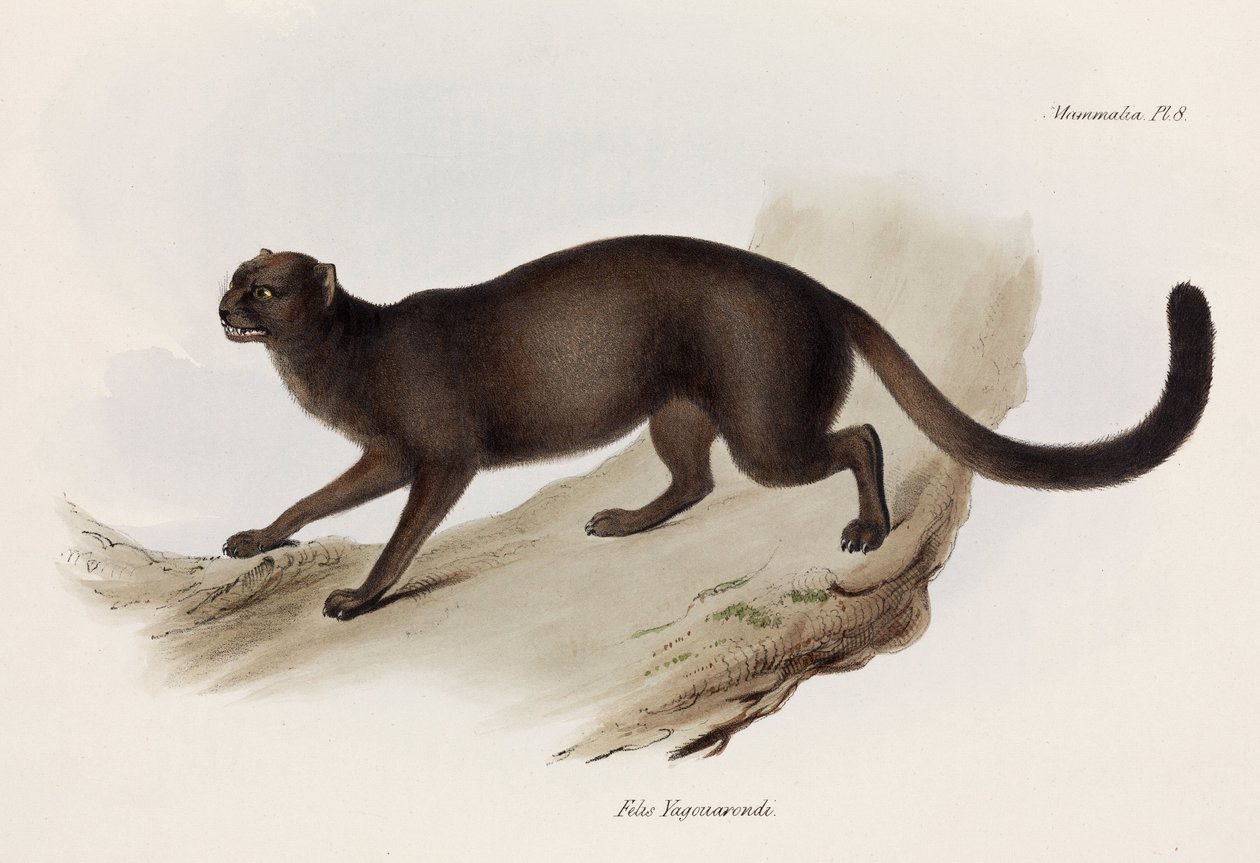 नेवला या ऊदबिलाव बिल्ली, दक्षिण अमेरिका, सी 1832-1836 द्वारा रिचर्ड (बाद में) डड्डो