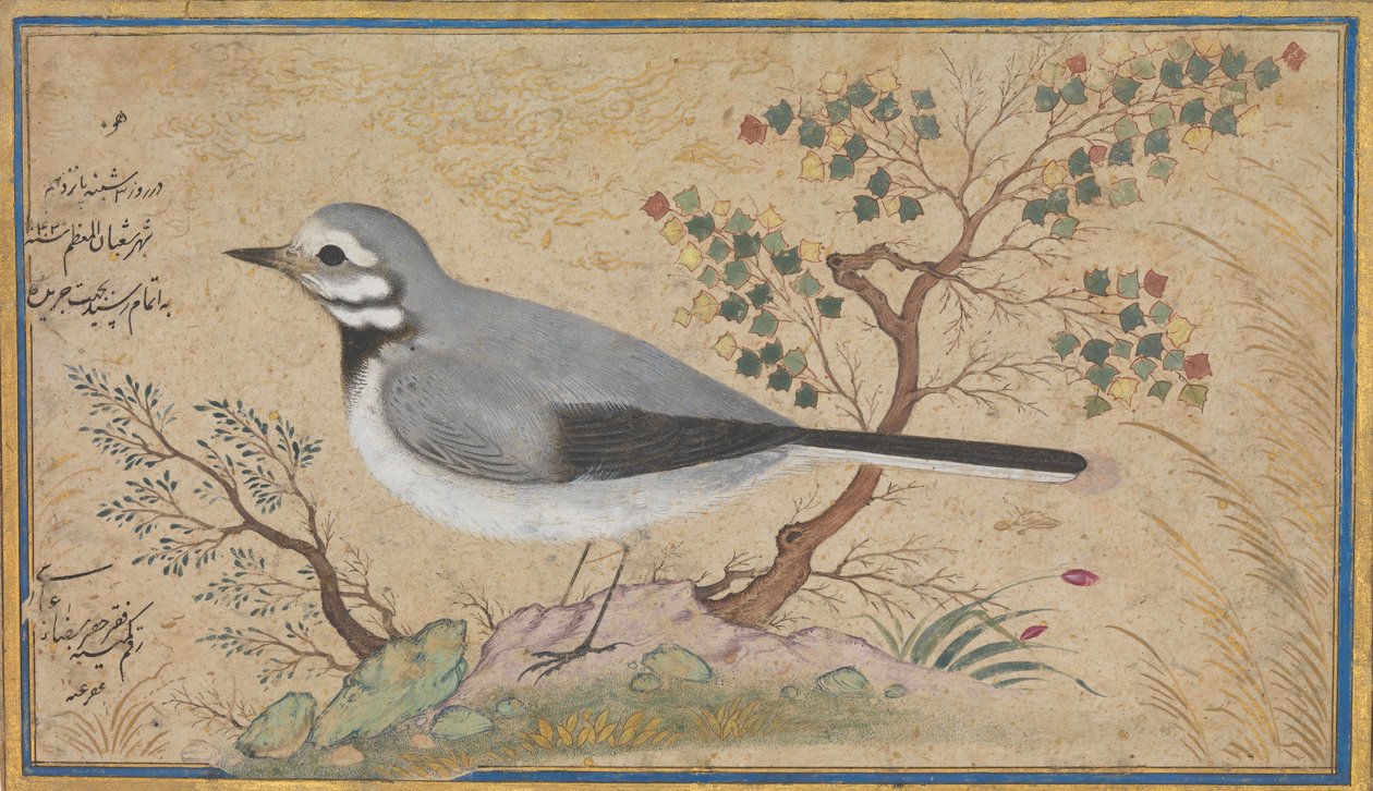 एक पक्षी का अध्ययन, दिनांक एएच 1043ए.डी. 1634. द्वारा रिज़ा