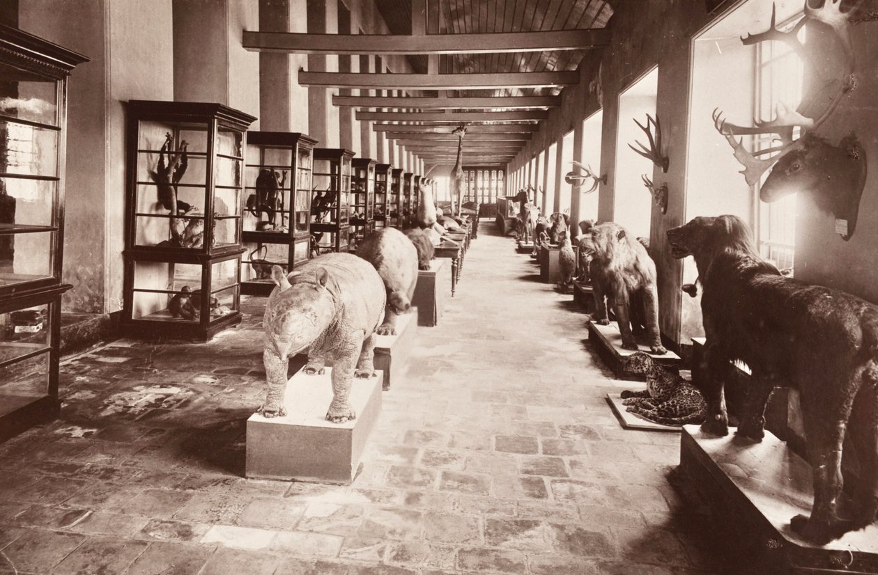 बैंकॉक में राष्ट्रीय संग्रहालय, c.1890 द्वारा रॉबर्ट लेनज़