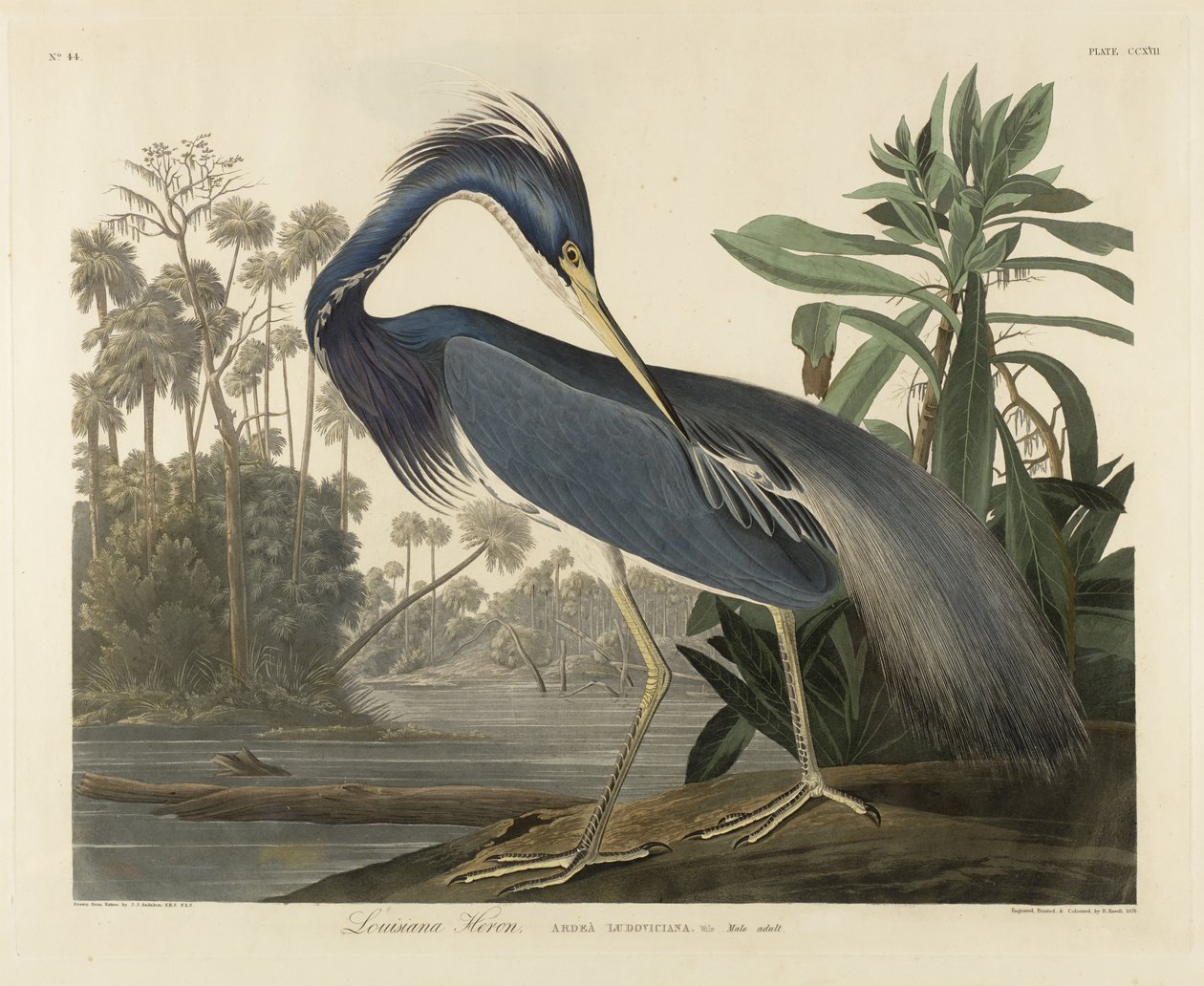 लुइसियाना बगुला, 1834 (हाथ के कागज पर हाथ से बने जलीय रंग) द्वारा रॉबर्ट द यंगर हैवेल