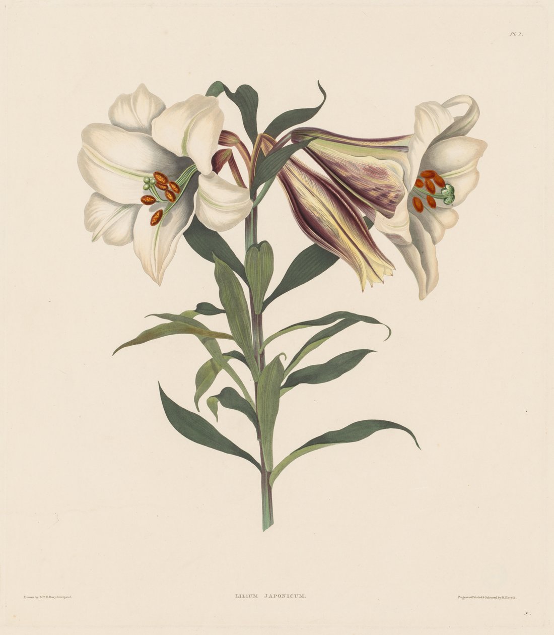 हेमेन्ड्रियन पौधों का एक चयन, Amaryllidae के प्राकृतिक क्रम से संबंधित ..., 1831-1832। द्वारा रॉबर्ट हेवेल