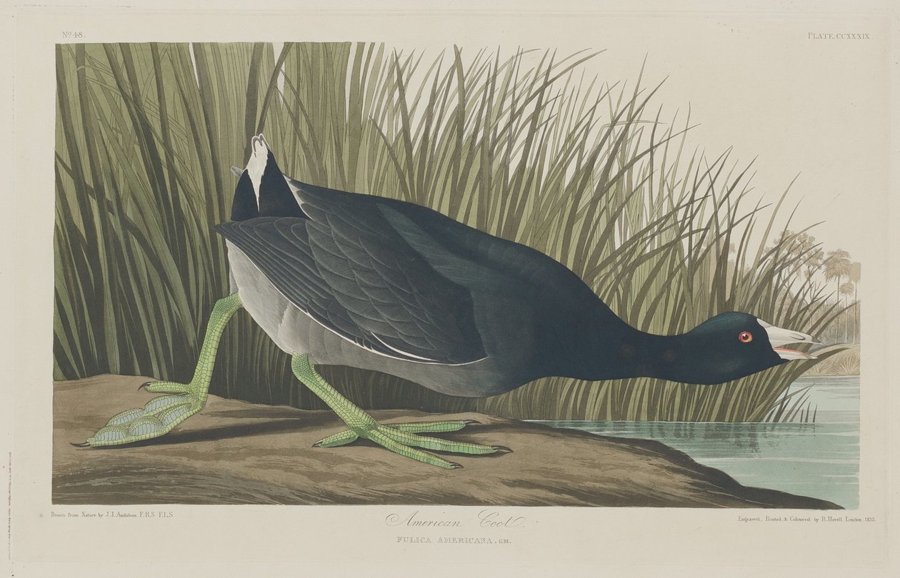 अमेरिकन कूट, 1835। द्वारा रॉबर्ट हेवेल