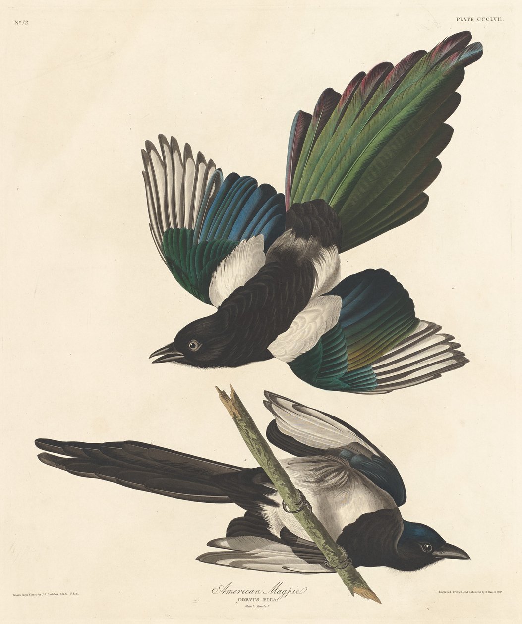 अमेरिकन मैगपाई, 1837। द्वारा रॉबर्ट हेवेल