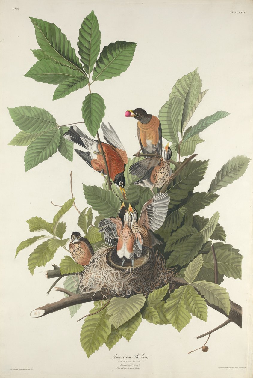 अमेरिकन रॉबिन, 1832. द्वारा रॉबर्ट हेवेल