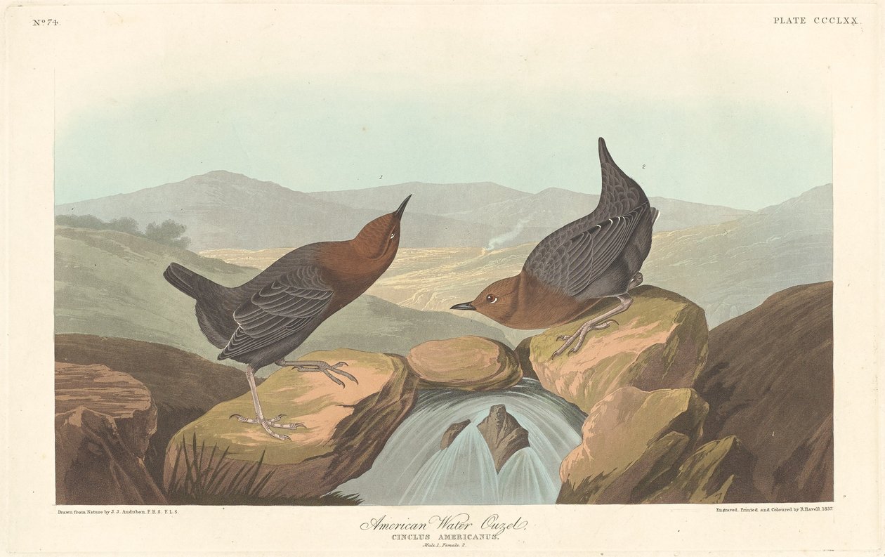 अमेरिकी जल Ouzel, 1837। द्वारा रॉबर्ट हेवेल