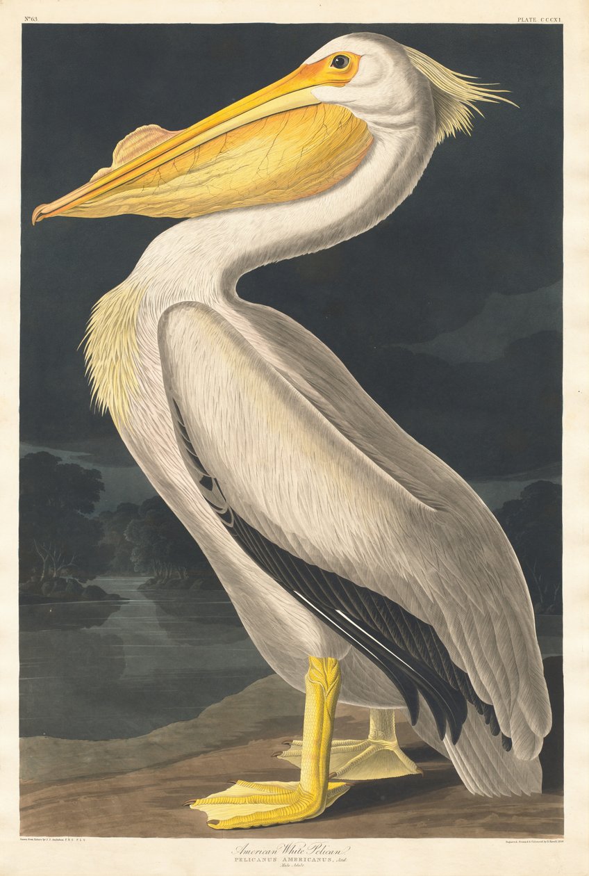अमेरिकन व्हाइट पेलिकन, 1836। द्वारा रॉबर्ट हेवेल