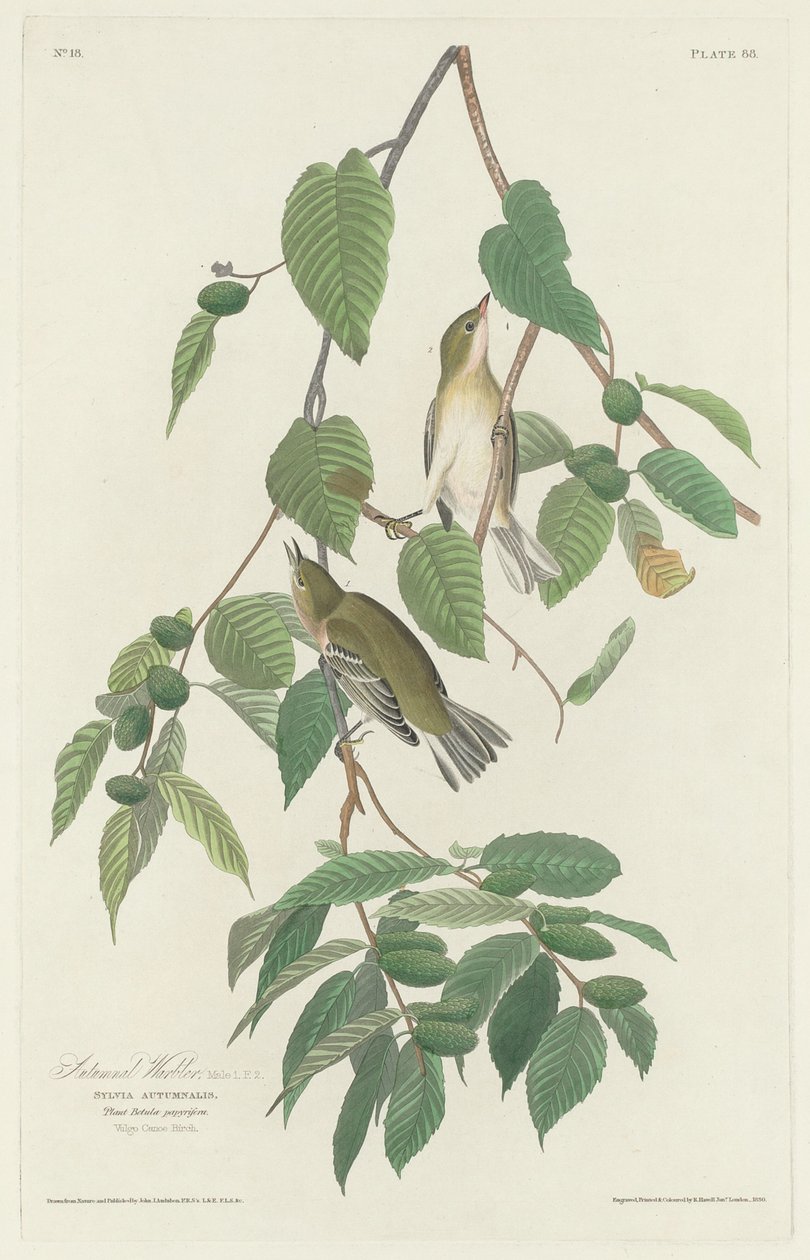 ऑटमनल वार्बलर, 1830। द्वारा रॉबर्ट हेवेल