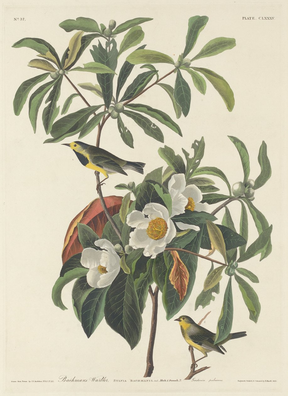 बच्चन वार्बलर, 1834। द्वारा रॉबर्ट हेवेल