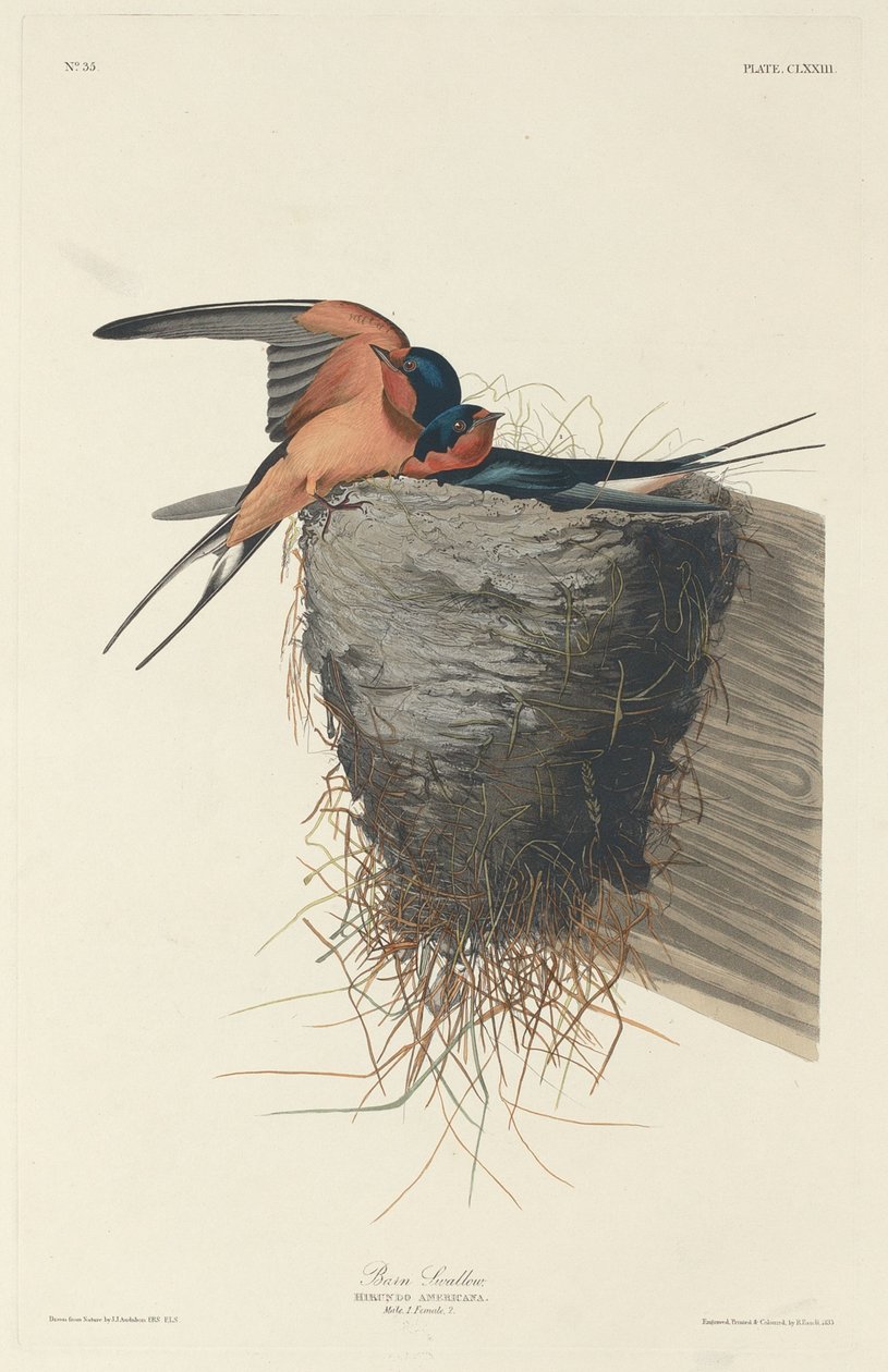 खलिहान निगल, 1833। द्वारा रॉबर्ट हेवेल