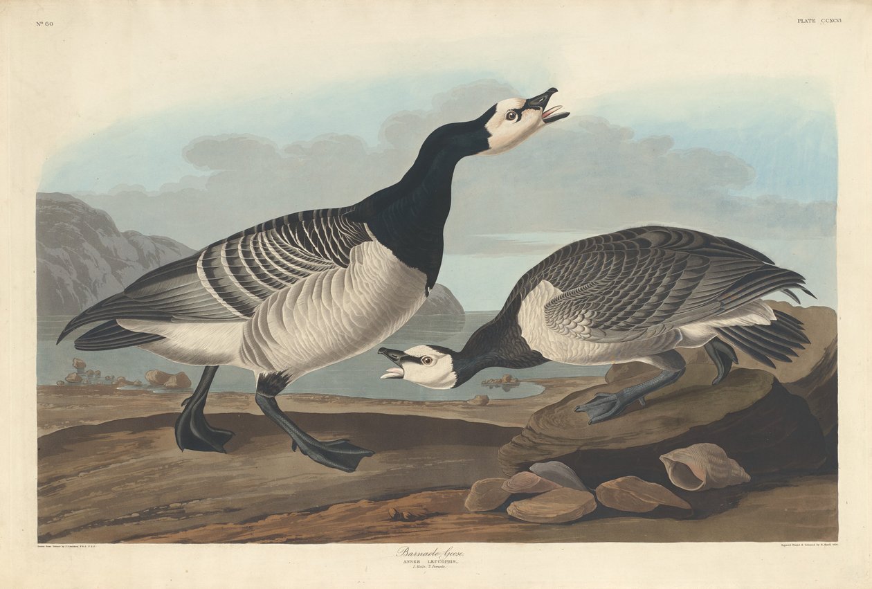 बार्नकल गूज, 1836। द्वारा रॉबर्ट हेवेल