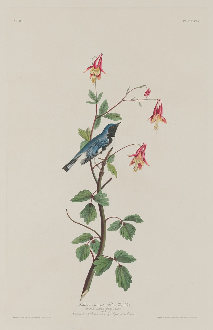 ब्लैक-थ्रोटेड ब्लू वार्बलर, 1832। द्वारा रॉबर्ट हेवेल