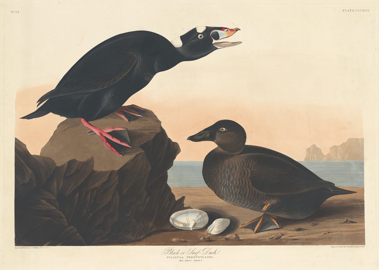ब्लैक या सर्फ डक, 1836। द्वारा रॉबर्ट हेवेल