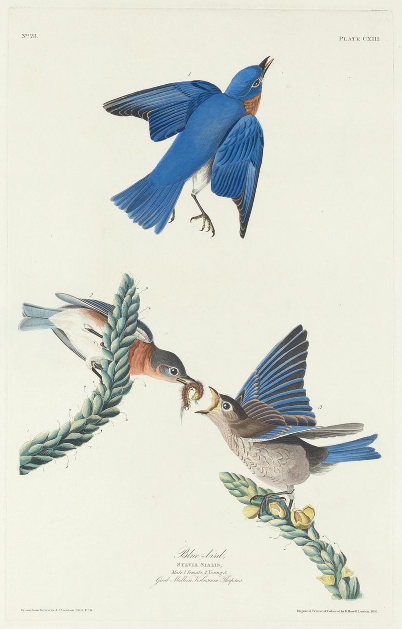 ब्लू-बर्ड, 1831। द्वारा रॉबर्ट हेवेल