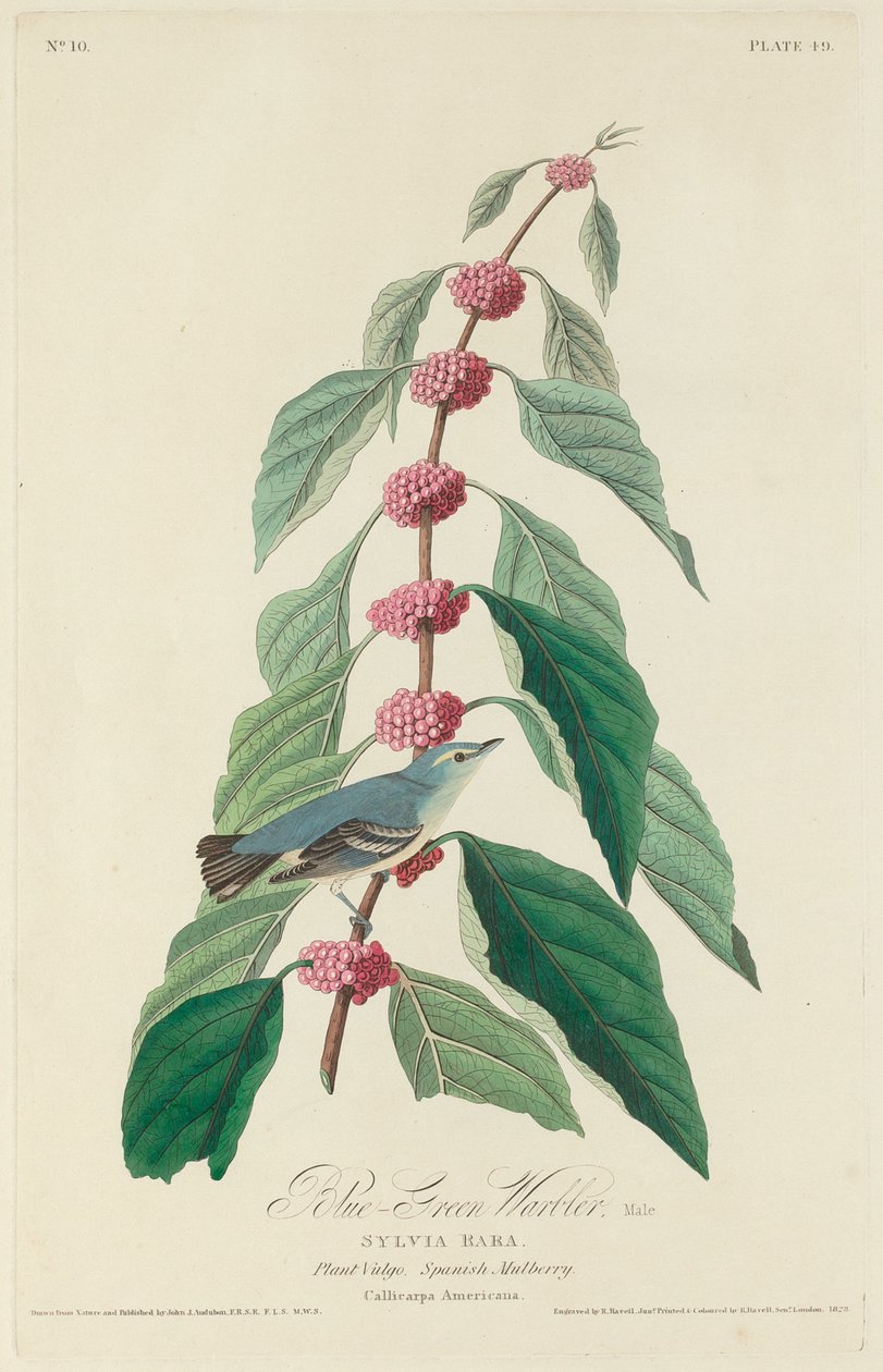 ब्लू-ग्रीन वार्बलर, 1828। द्वारा रॉबर्ट हेवेल
