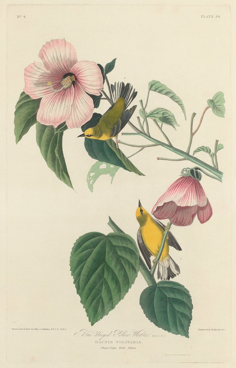ब्लू-विंग्ड येलो वार्बलर, 1827। द्वारा रॉबर्ट हेवेल