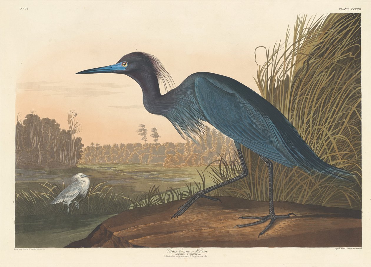 ब्लू क्रेन या बगुला, 1836। द्वारा रॉबर्ट हेवेल