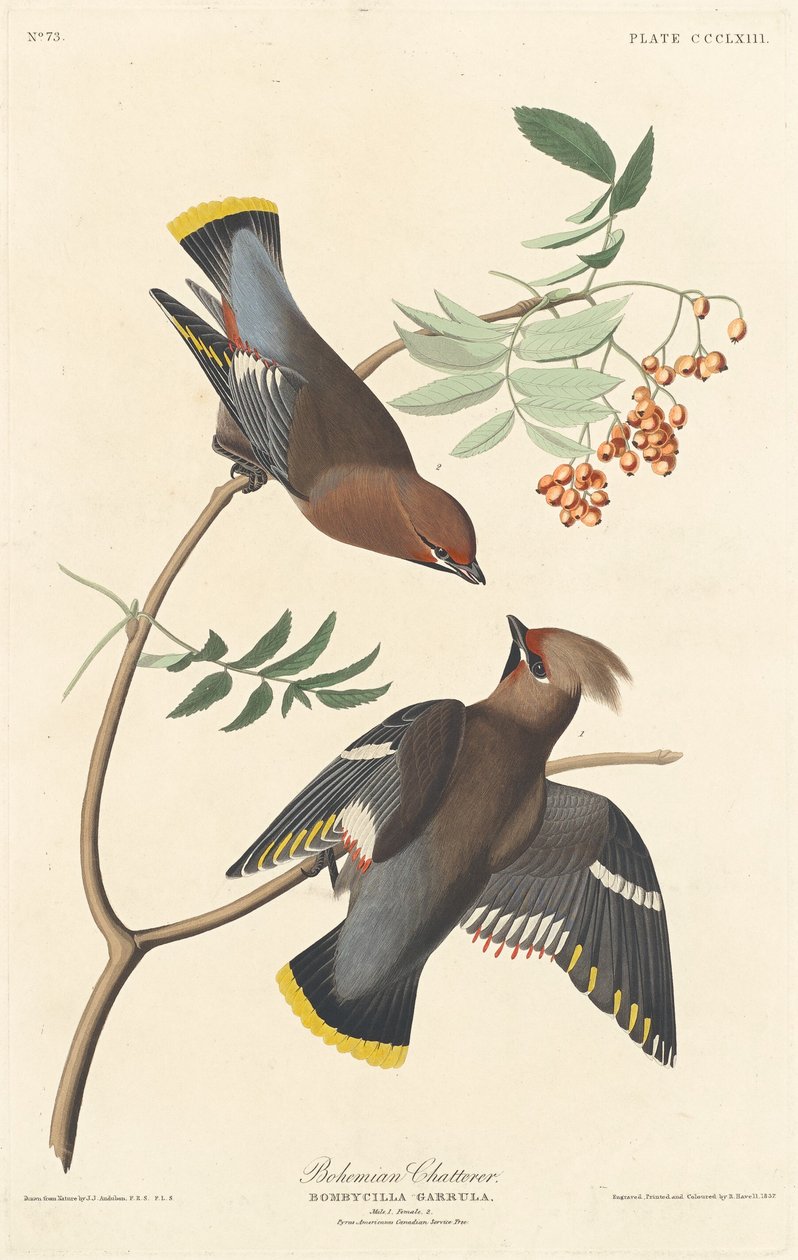 बोहेमियन चैटरर, 1837। द्वारा रॉबर्ट हेवेल