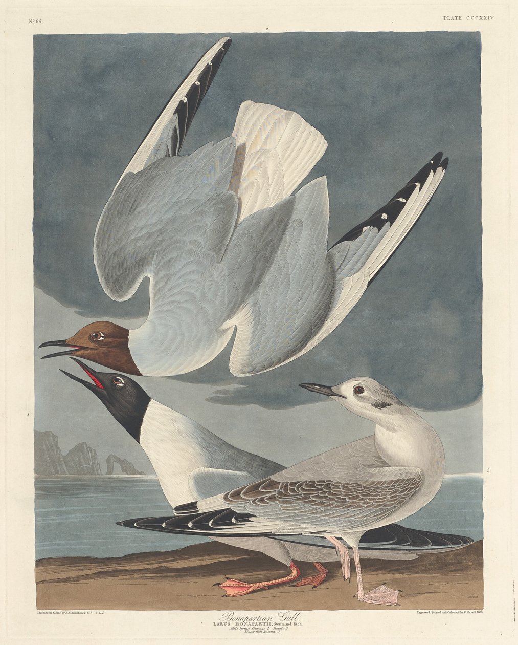 बोनापार्टियन गूल, 1836। द्वारा रॉबर्ट हेवेल