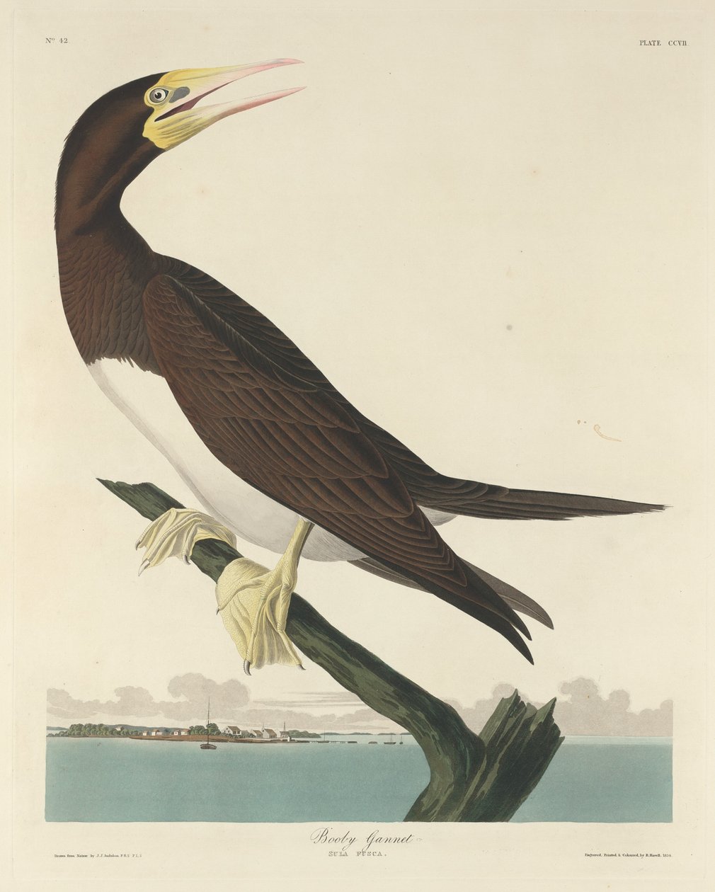 बूबी गैनेट, 1834। द्वारा रॉबर्ट हेवेल