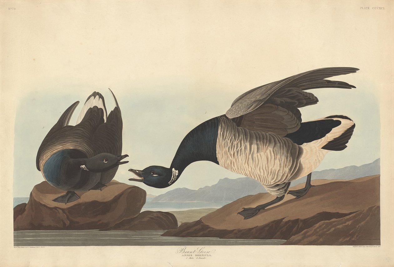 ब्रेंट गूज़, 1837। द्वारा रॉबर्ट हेवेल