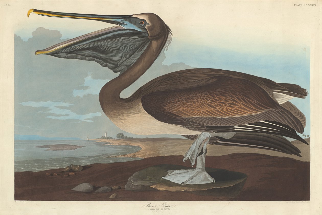 ब्राउन पेलिकन, 1838. द्वारा रॉबर्ट हेवेल