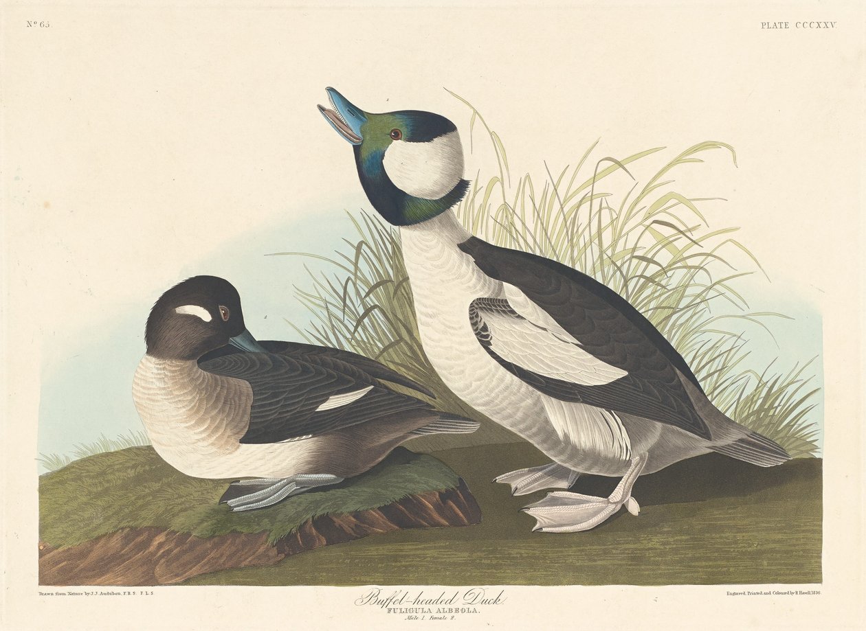 बफ़ेल-हेडेड डक, 1836। द्वारा रॉबर्ट हेवेल