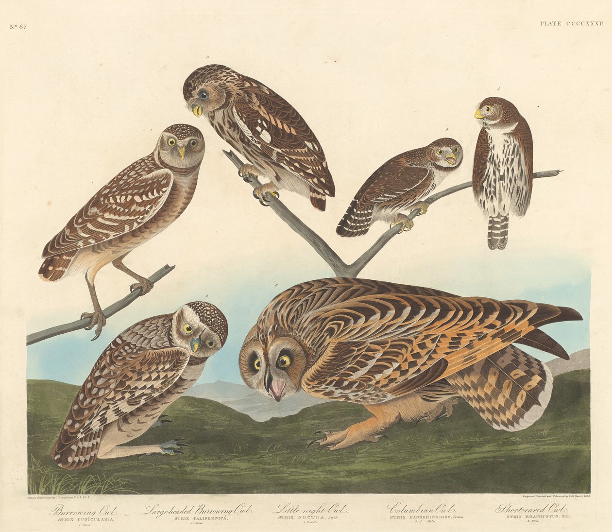 बिलिंग आउल, लार्ज-हेडेड बिलिंग आउल और लिटिल नाइट आउल, 1838। द्वारा रॉबर्ट हेवेल