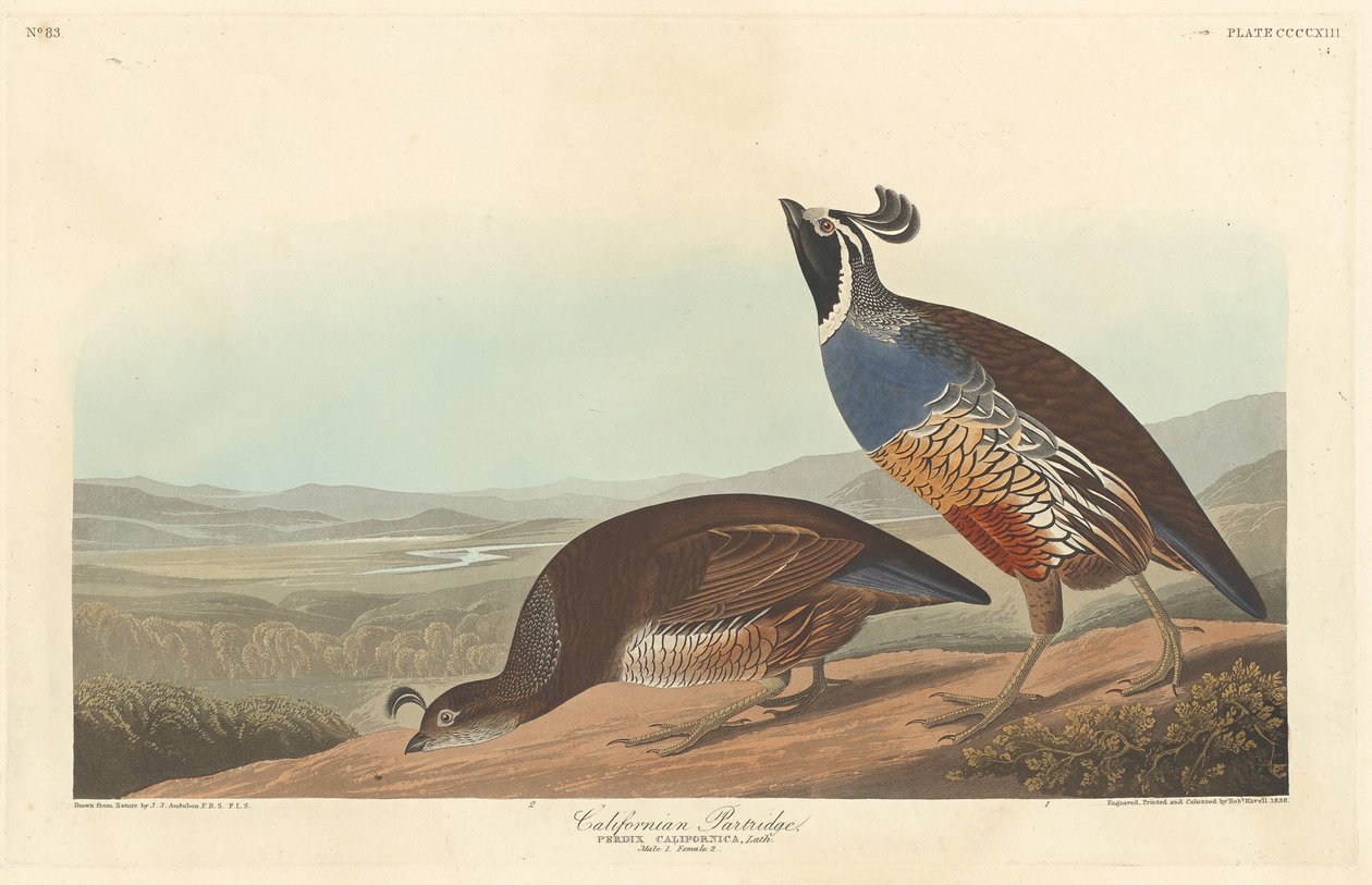 कैलिफ़ोर्निया पार्ट्रिज, 1838। द्वारा रॉबर्ट हेवेल