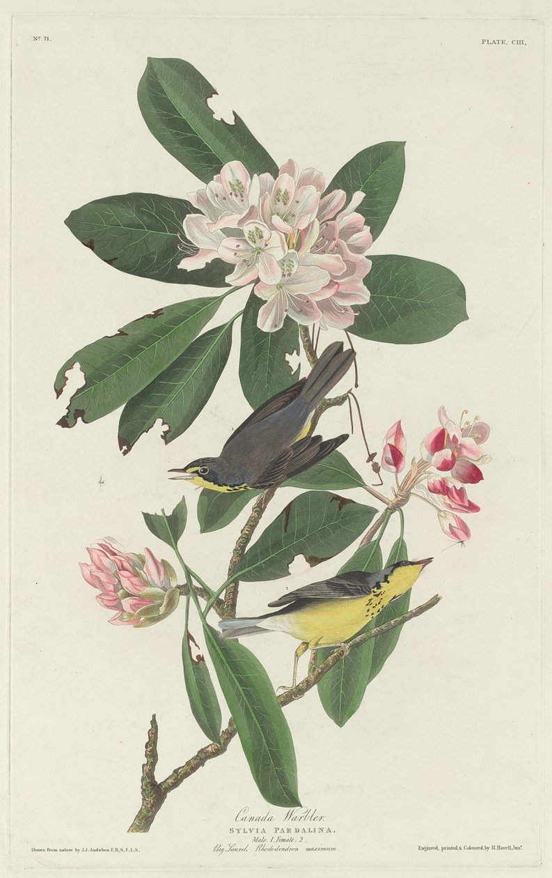 कनाडा वार्बलर, 1831। द्वारा रॉबर्ट हेवेल