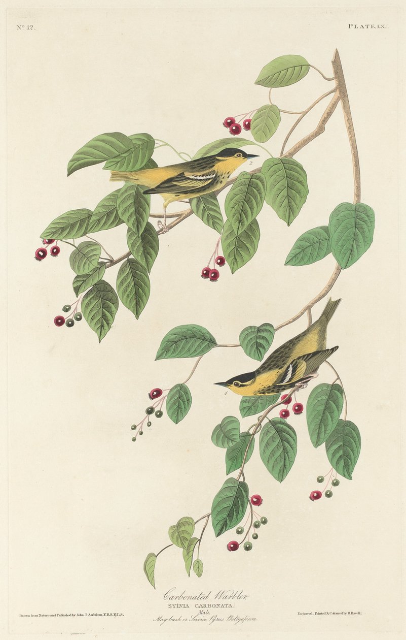 कार्बोनेटेड वार्बलर, 1829। द्वारा रॉबर्ट हेवेल