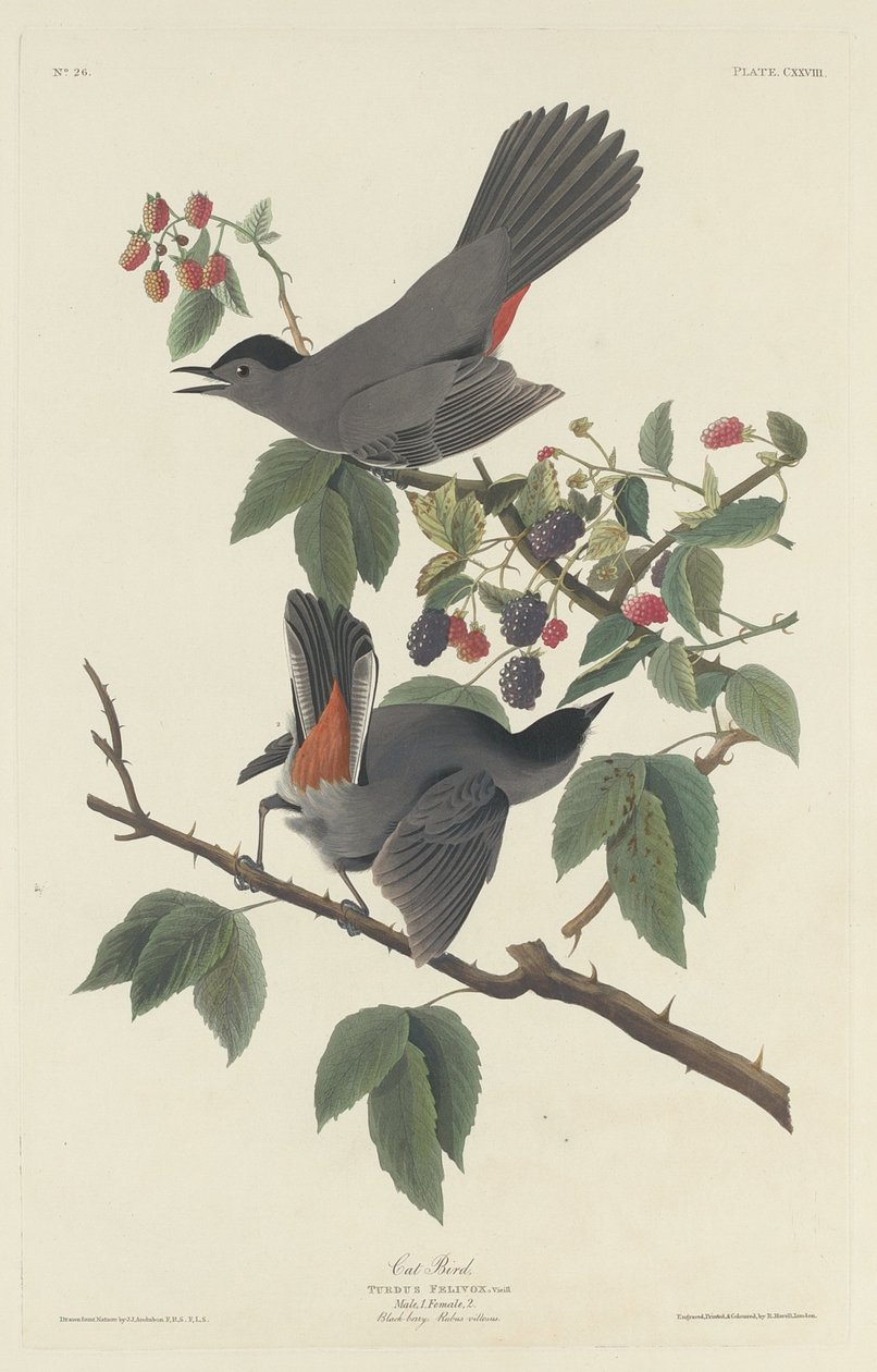 कैट बर्ड, 1832। द्वारा रॉबर्ट हेवेल