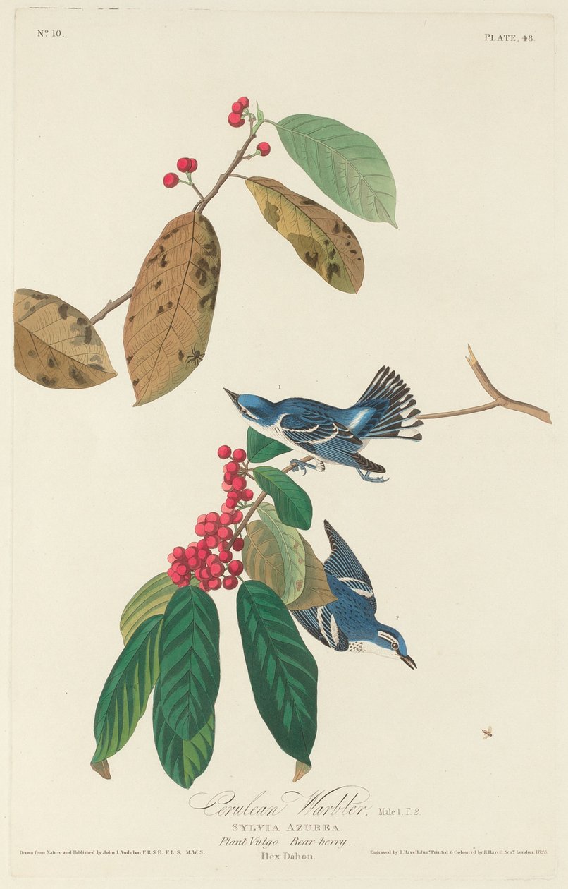Cerulean वार्बलर, 1828। द्वारा रॉबर्ट हेवेल