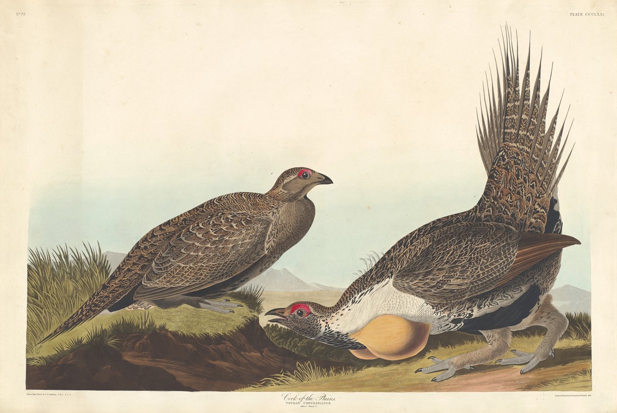 मैदानों का मुर्गा, 1837। द्वारा रॉबर्ट हेवेल