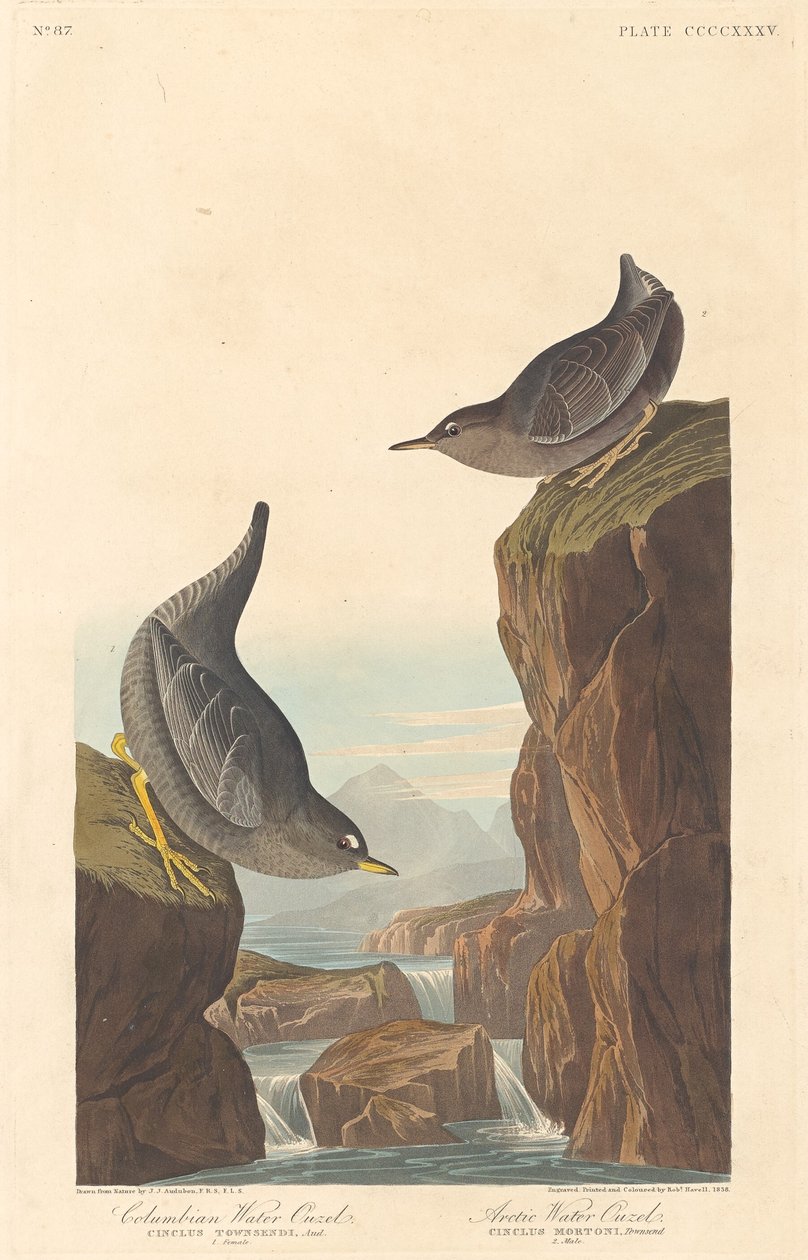 कोलंबियन वाटर औजेल और आर्कटिक वाटर औजेल, 1838। द्वारा रॉबर्ट हेवेल