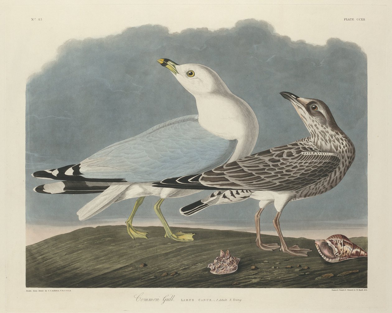 कॉमन गल, 1834। द्वारा रॉबर्ट हेवेल
