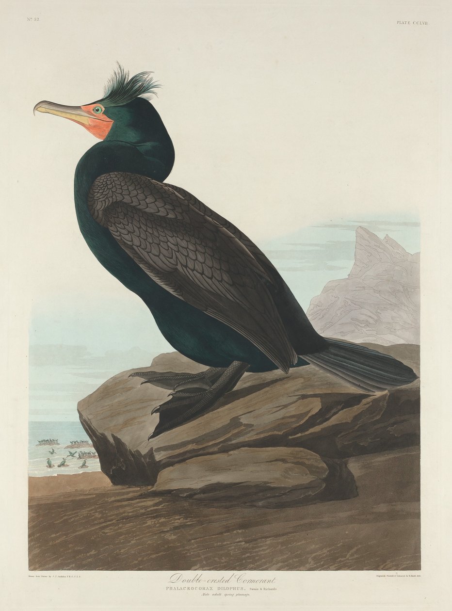 डबल-क्रेस्टेड कॉर्मोरेंट, 1835। द्वारा रॉबर्ट हेवेल