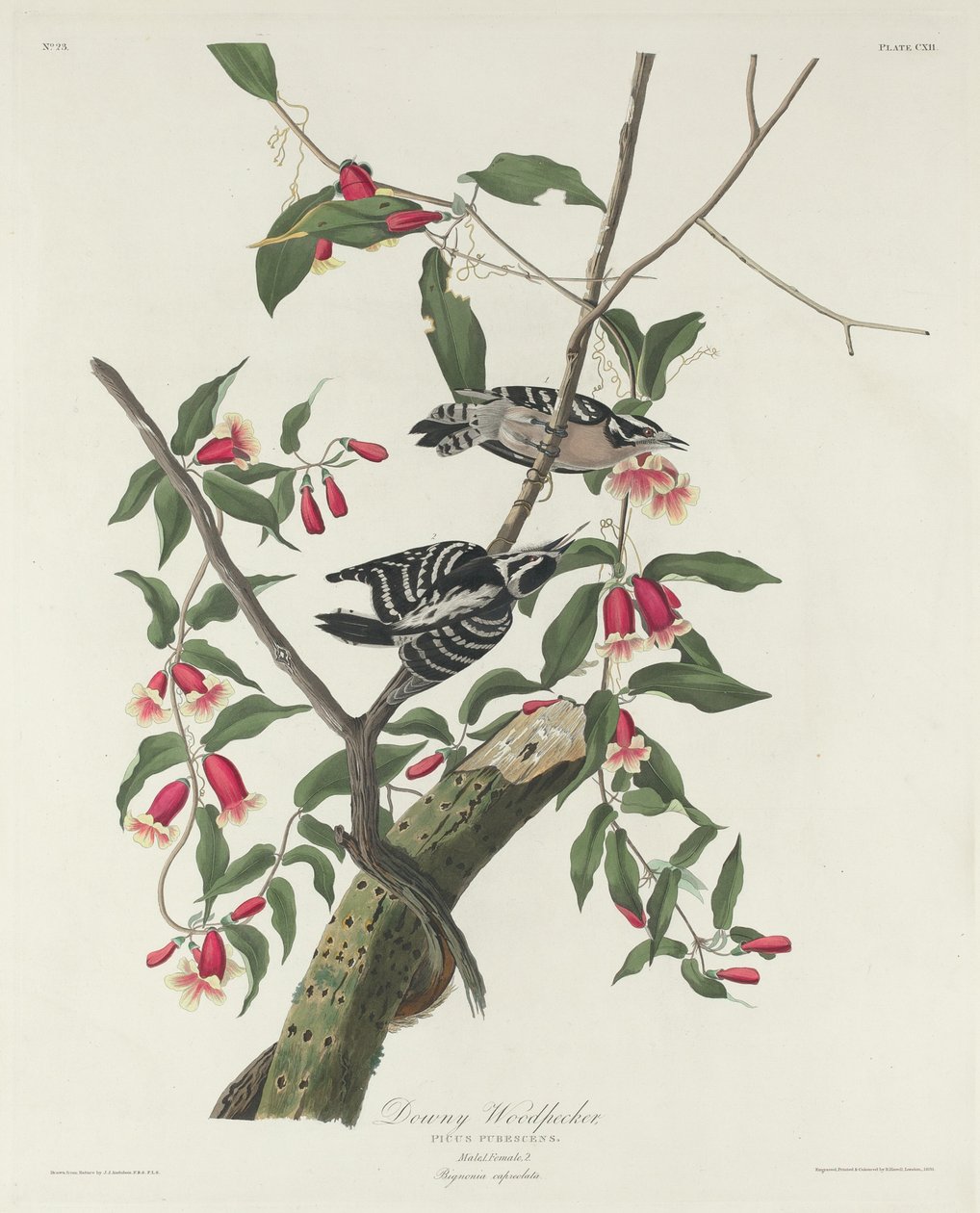 डाउनी कठफोड़वा, 1831। द्वारा रॉबर्ट हेवेल