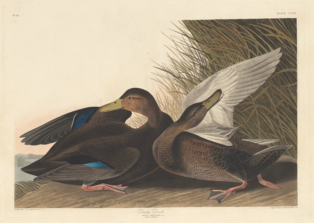 डस्की डक, 1836। द्वारा रॉबर्ट हेवेल