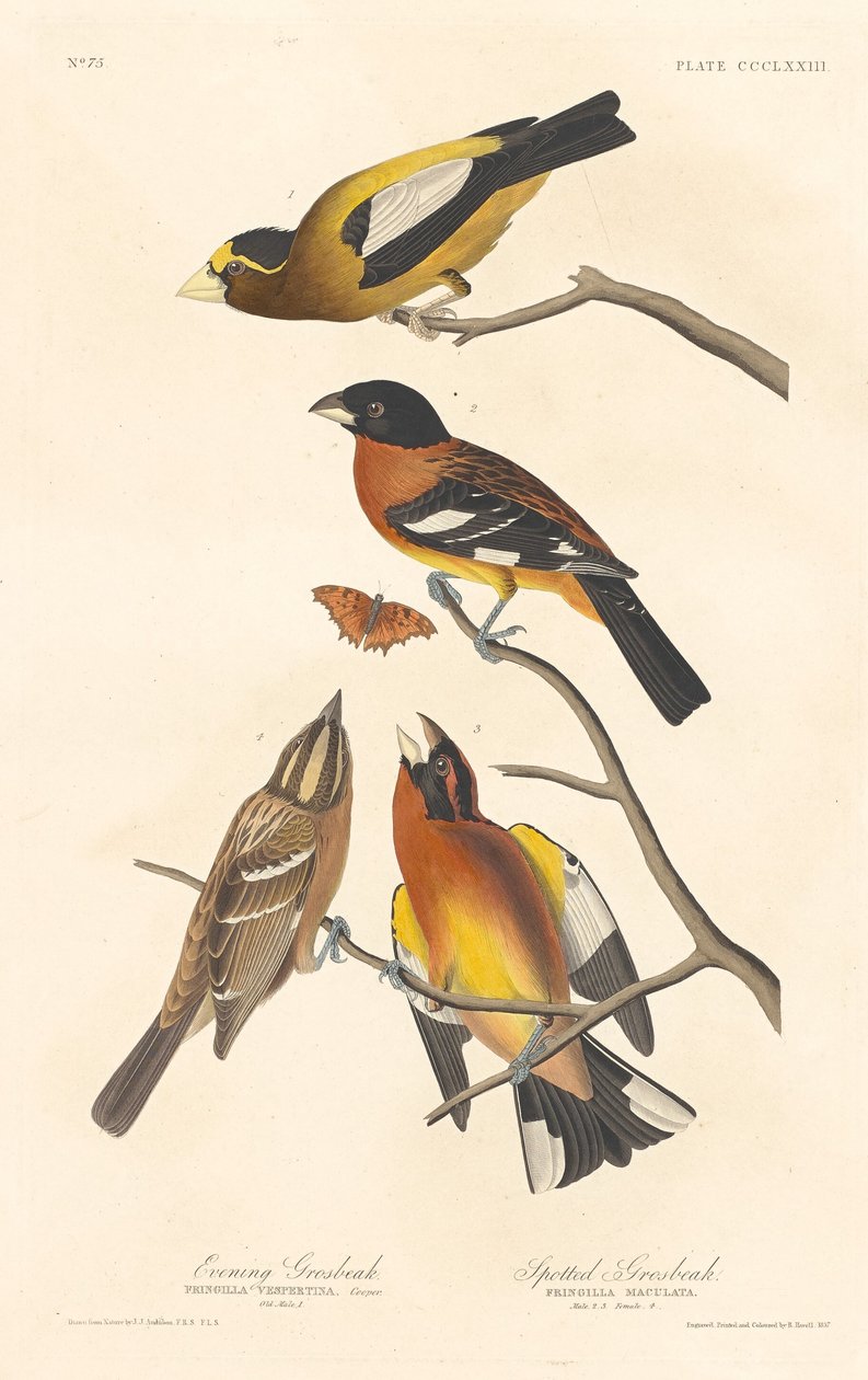 इवनिंग ग्रोसबीक और स्पॉटेड ग्रोसबीक, 1837। द्वारा रॉबर्ट हेवेल