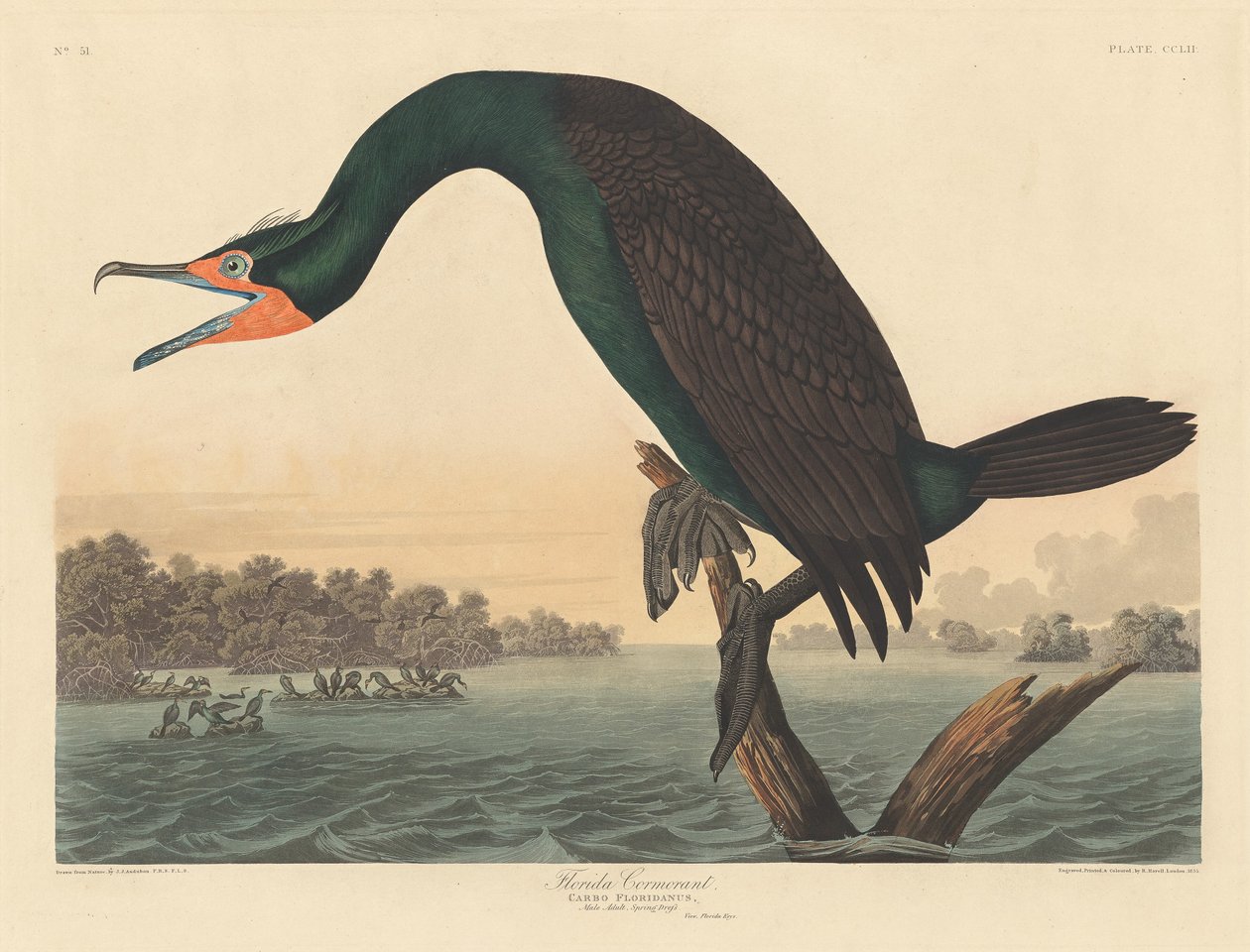 फ्लोरिडा जलकाग, 1835। द्वारा रॉबर्ट हेवेल
