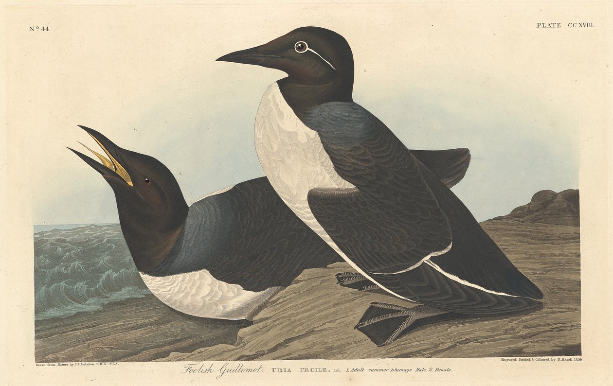 मूर्ख गुइलमोट, 1834। द्वारा रॉबर्ट हेवेल