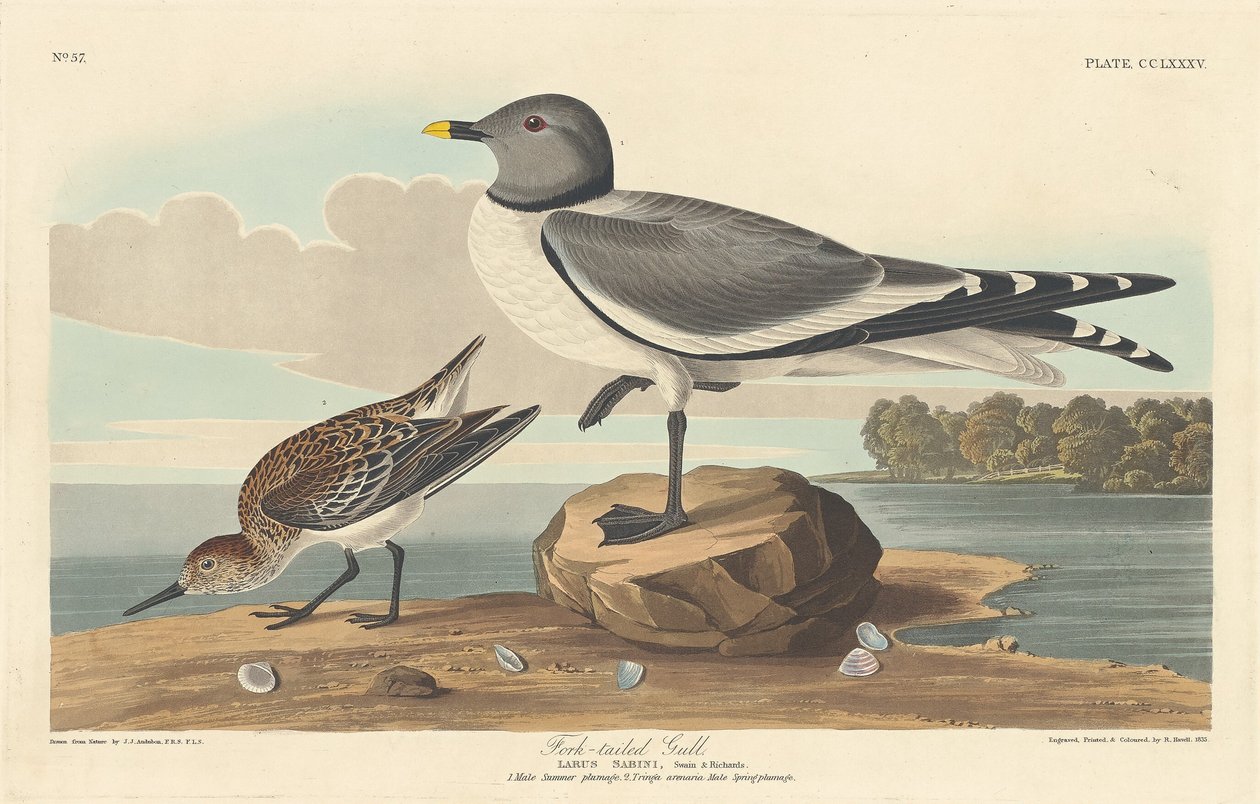 फोर्क-टेल्ड गल, 1835। द्वारा रॉबर्ट हेवेल