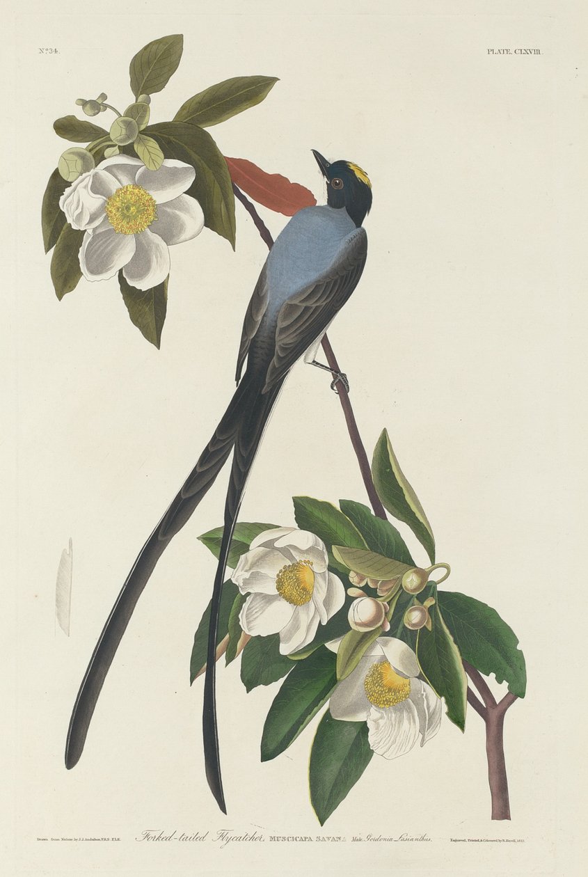 फोर्कड-टेल फ्लाईकैचर, 1833। द्वारा रॉबर्ट हेवेल