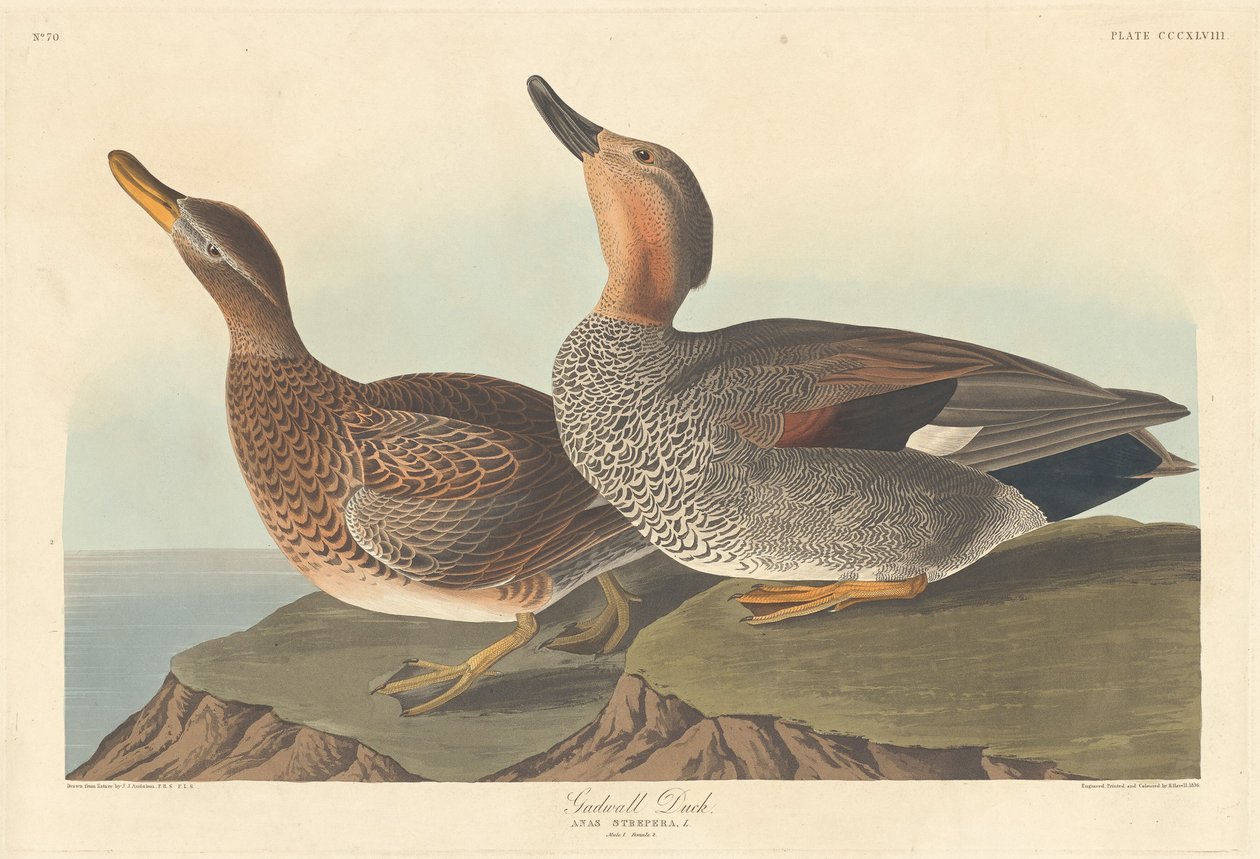 गडवाल डक, 1836। द्वारा रॉबर्ट हेवेल
