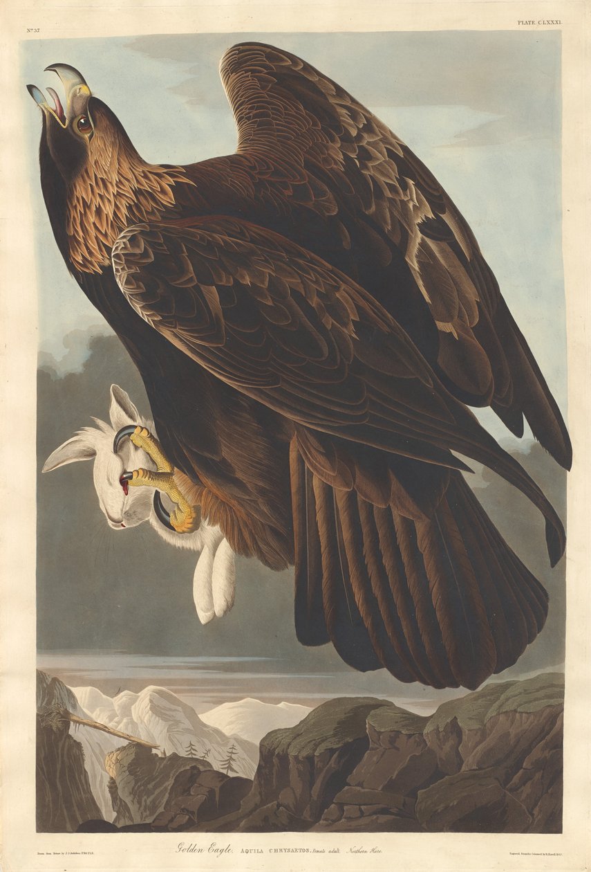 गोल्डन ईगल, 1833। द्वारा रॉबर्ट हेवेल