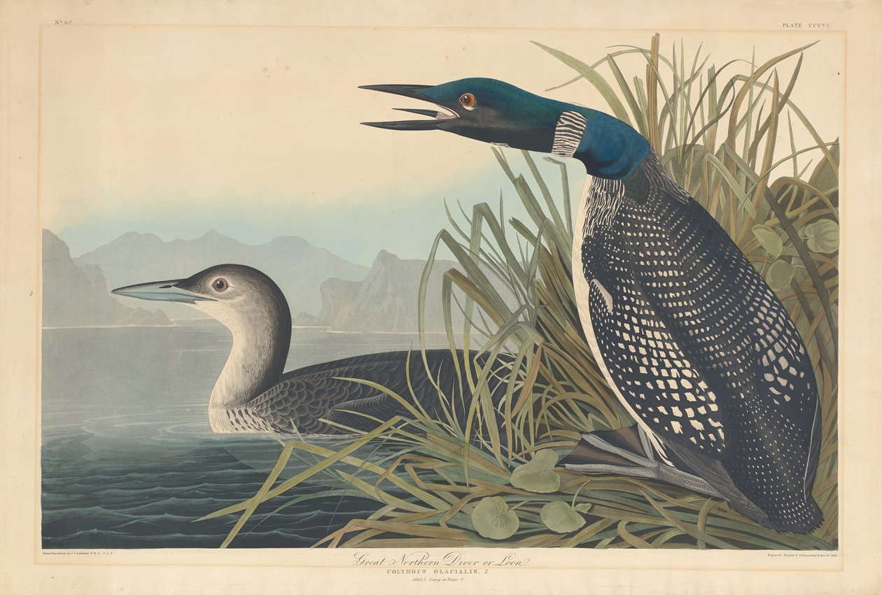 महान उत्तरी गोताखोर या लून, 1836। द्वारा रॉबर्ट हेवेल