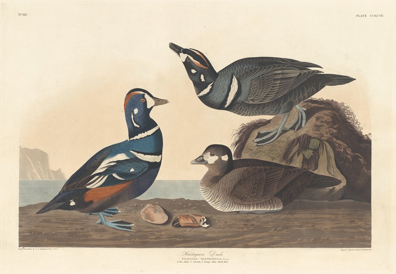 हार्लेक्विन डक, 1836। द्वारा रॉबर्ट हेवेल